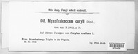Myxofusicoccum coryli image